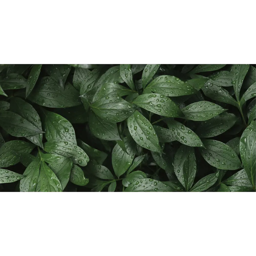 Стеновая панель Botanical Gar 120x0.4x60 см алюминий цвет зеленый ALUMOART STLM-2040930 - Вид №2