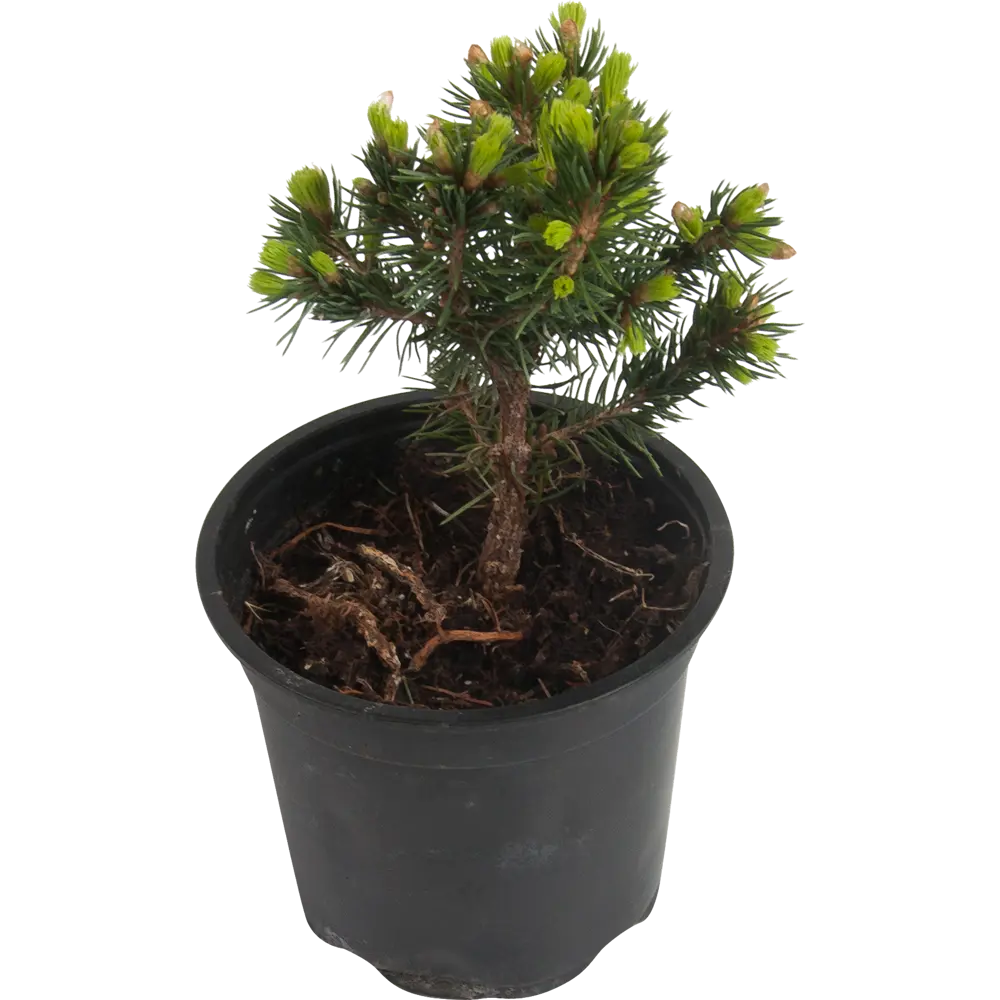 Ель канадская «Коника» 10x15 см Santreyd STLM-2077716