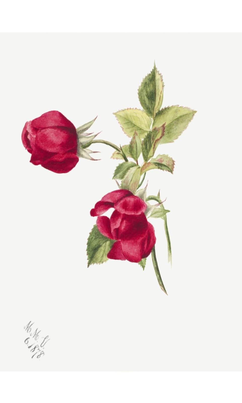 90267317 Постер Дикие цветы - Красная Роза 50x70 см в раме STLM-0157242 ПРОСТОПОСТЕР