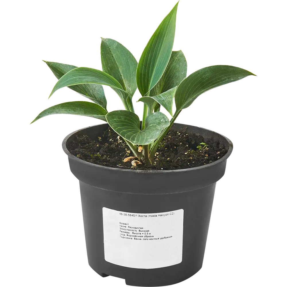 Хоста Халцион ø15 h40 см 84832085 STLM-2092485 PLANTMARKET 