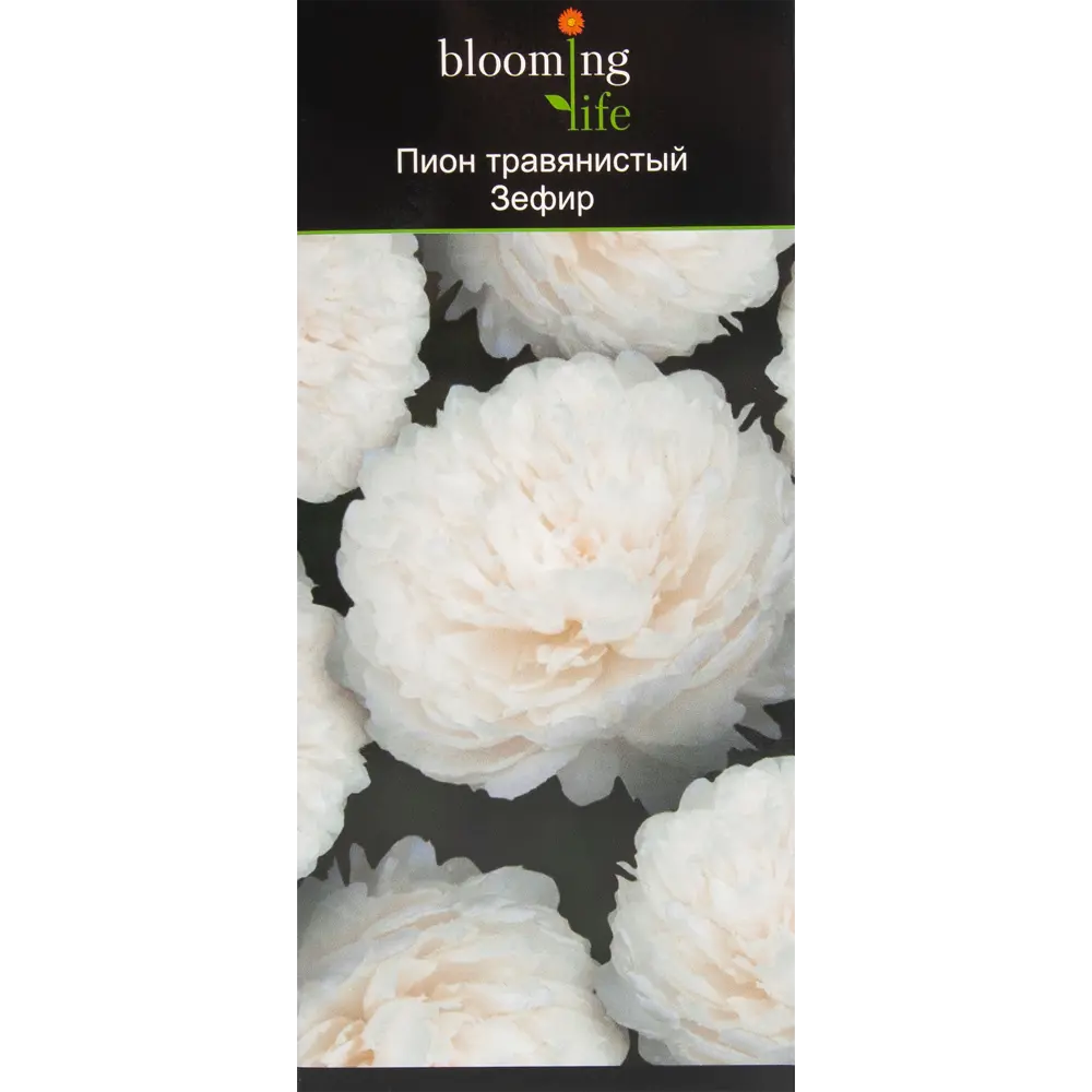 Пион травянистый Зефир в тубе BLOOMING LIFE STLM-2100295