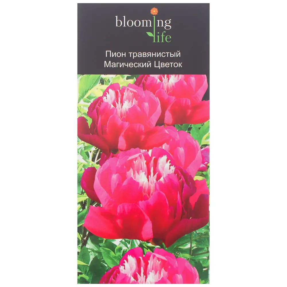 Пион травянистый «Магический цветок» (в тубе) 81948486 STLM-2181228 Santreyd 