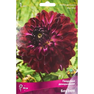 Георгина декоративная Блу Берд 86409980 STLM-2199802