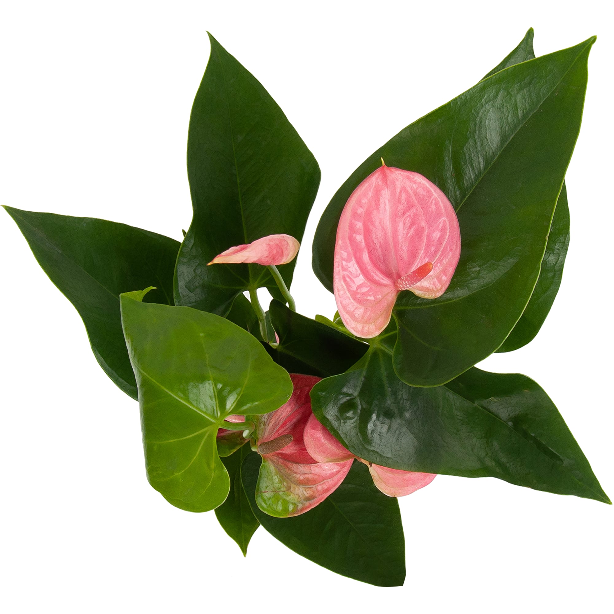 82850407 Антуриум микс 9х30 см Santreyd  - Вид №1