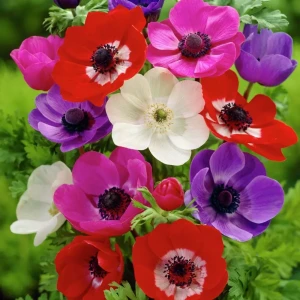 Анемона Geolia «De Caen»