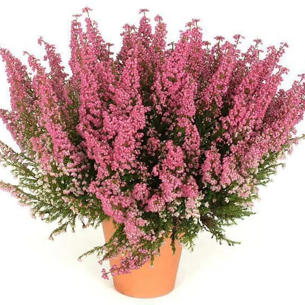 Эрика «Winter Flower Darleyensis» 18785926 STLM-2023762 Santreyd 