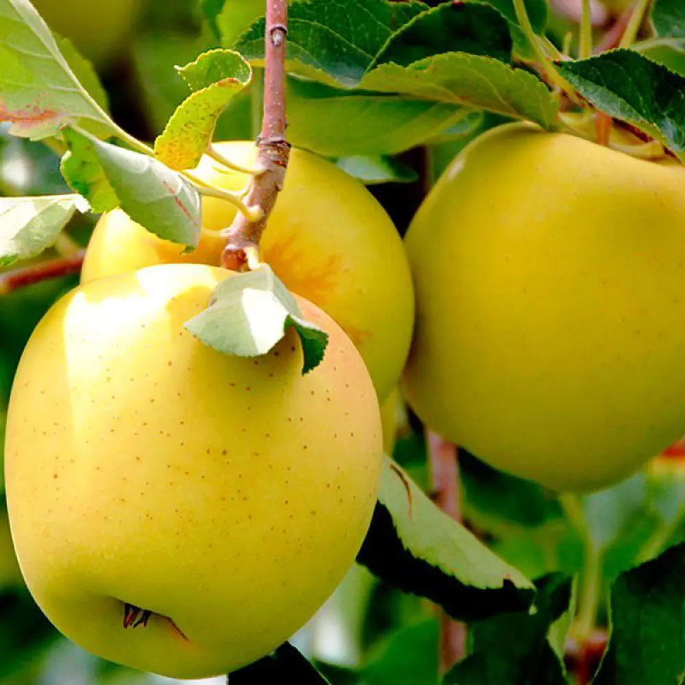 Яблоня «Голден делишес» C4 высота 120-150 см ВСЕ В САД STLM-2073368