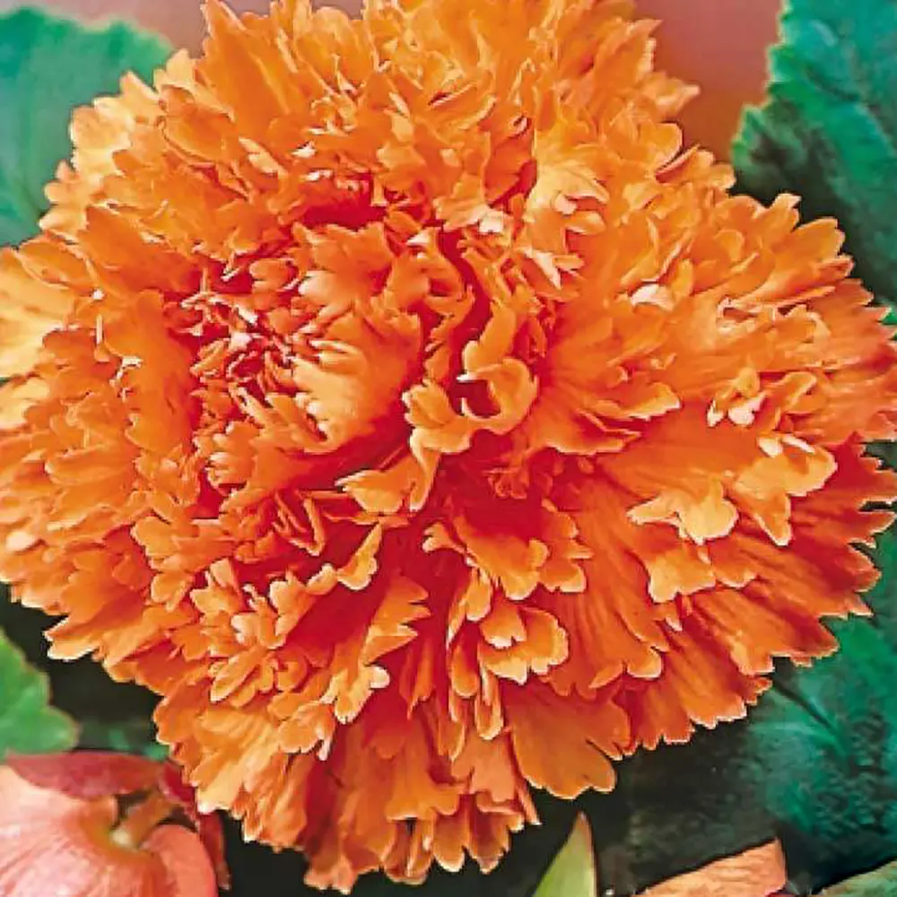 Бегония «fimbriata Orange», 4х5 см GEOLIA STLM-2085723