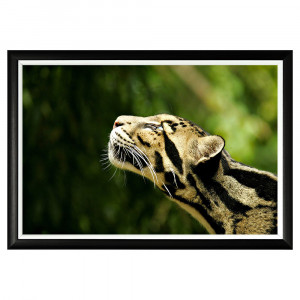 896523223_1818 Арт-постер «Дымчатый леопард» Object Desire