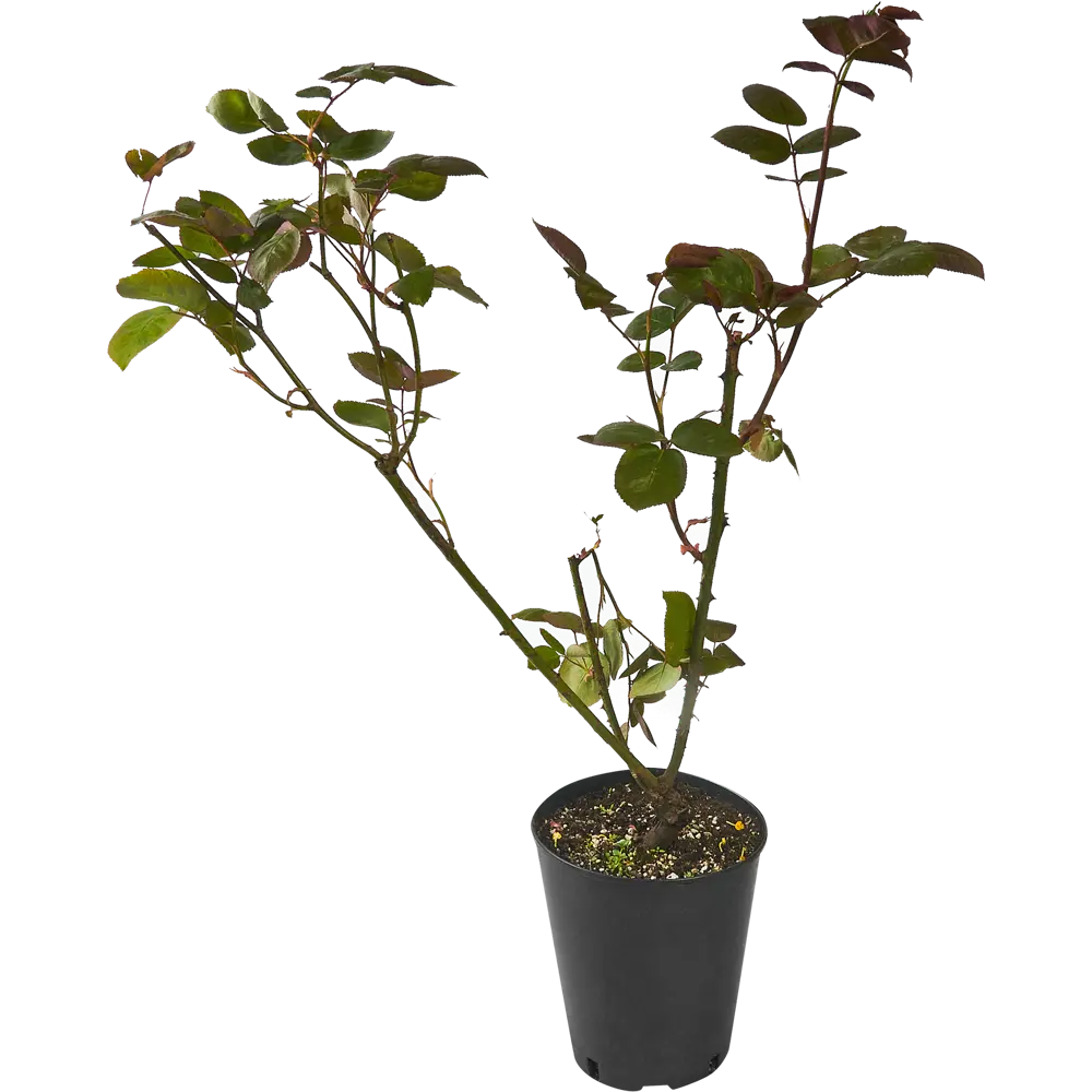 Роза чайно-гибридная Биг Перпл ø19 h55 см 84827526 STLM-2165358 PLANTMARKET  - Вид №1