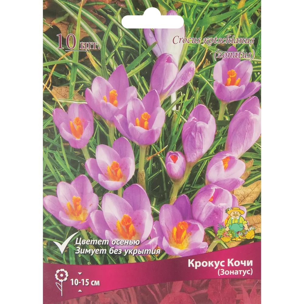 ПОИСК Крокус Кочи Зонатус - 10 луковиц для весеннего сада 85204649 STLM-1563252
