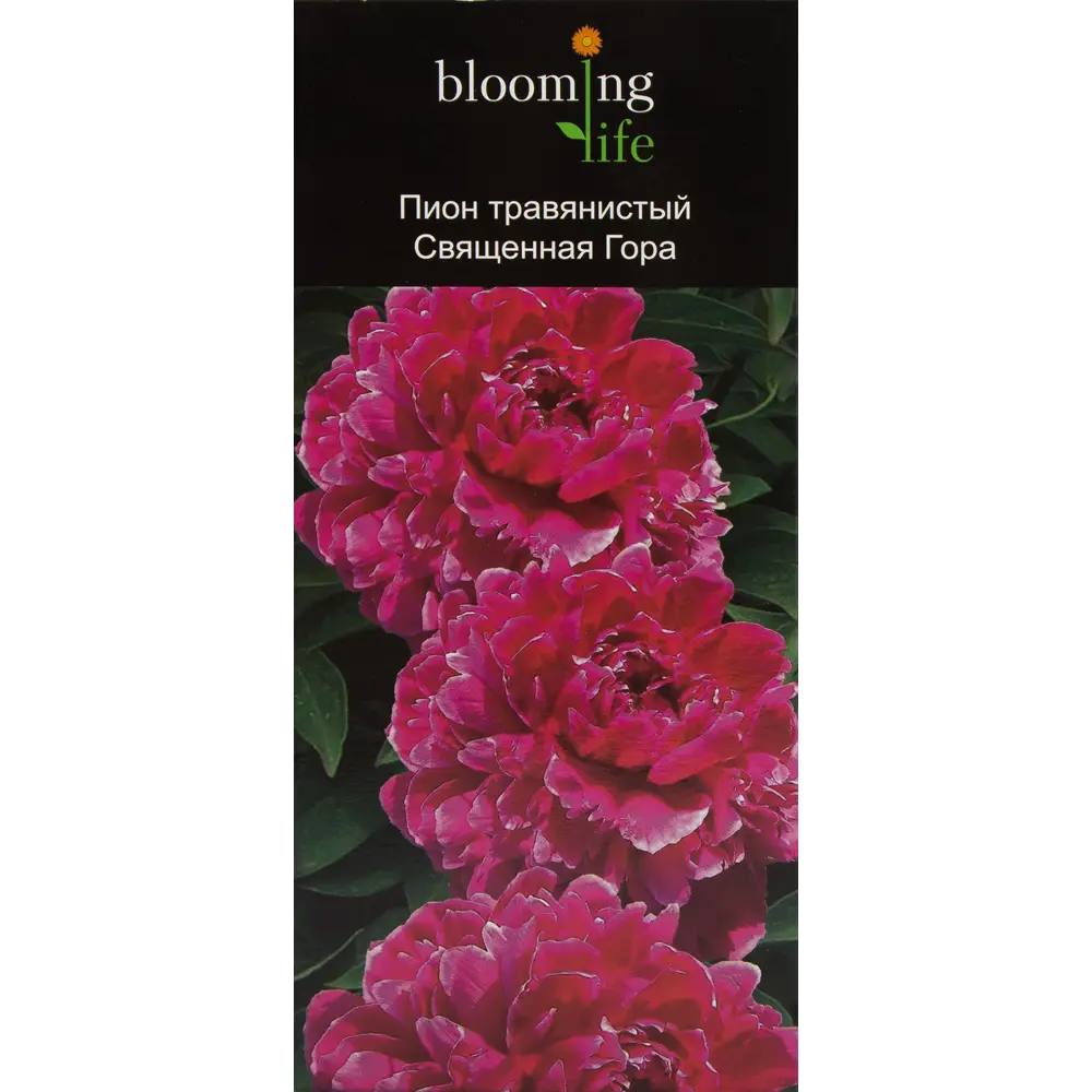 Пион травянистый Священная гора 12195028 STLM-2021100 Santreyd 