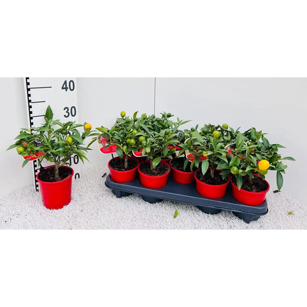 Цитрус Кумкват Полиандра мини ø12 h25 см Santreyd STLM-2159531