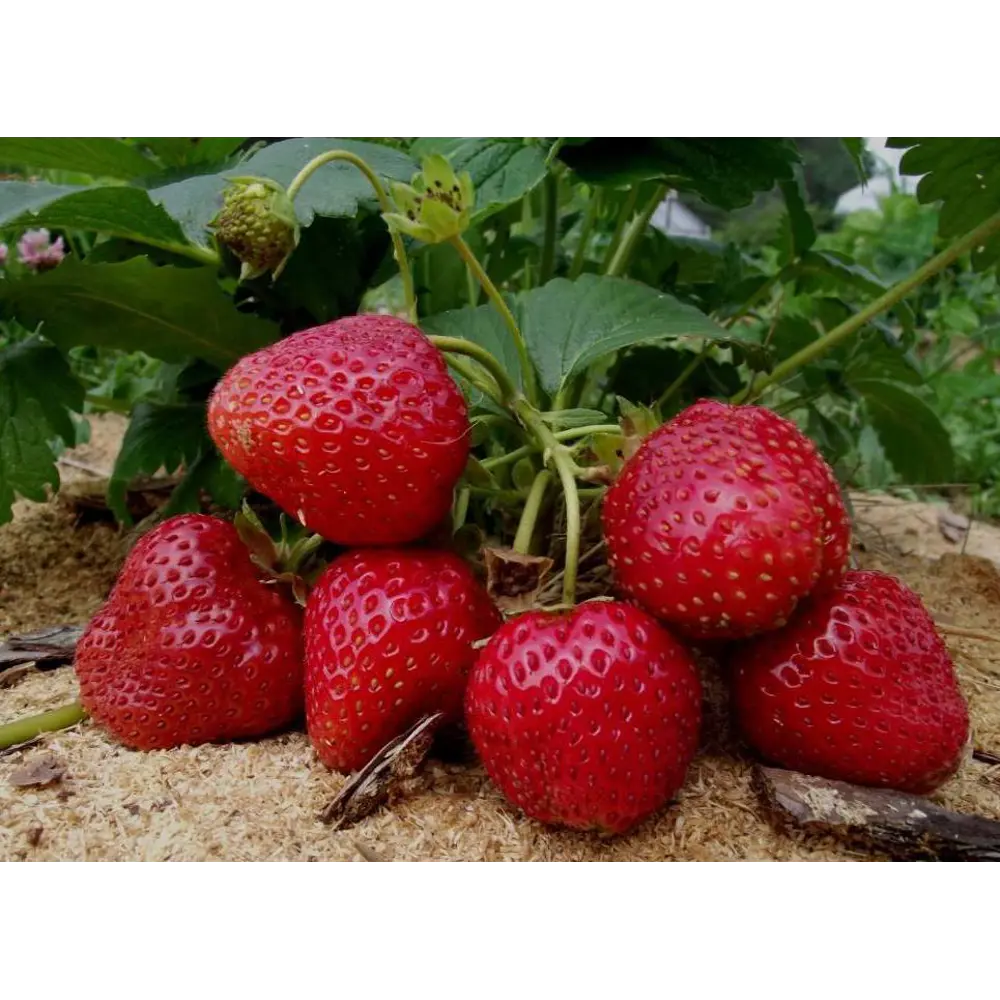 Земляника Сельва ø9 h15 см PLANTMARKET STLM-2101586