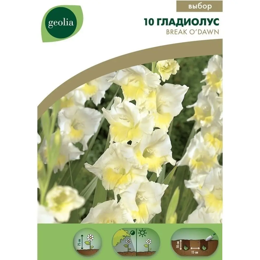 Гладиолус Break O Dawn Geolia, 12/14 15549653 STLM-2120482 
