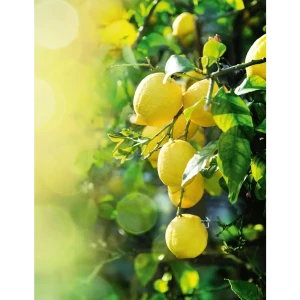 Фотообои «Лимонная свежесть», флизелиновые, 200x260 см, W513005