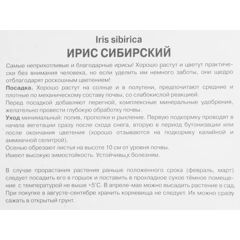 Ирис сибирский Блэк Джокер 85204860 STLM-2016805 ПОИСК  - Вид №2