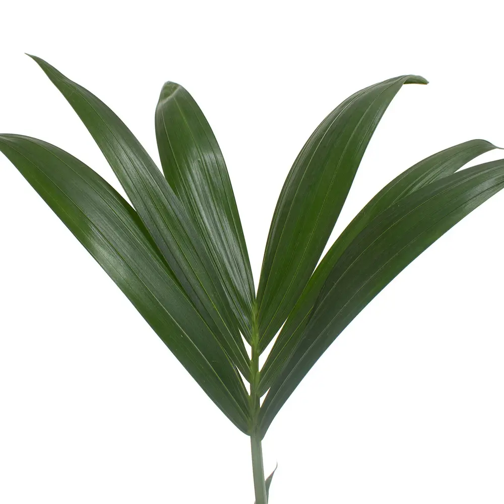 Пальма Ховея Forsteriana от Santreyd - элегантное озеленение интерьера 18785934 STLM-0012724 - Вид №1