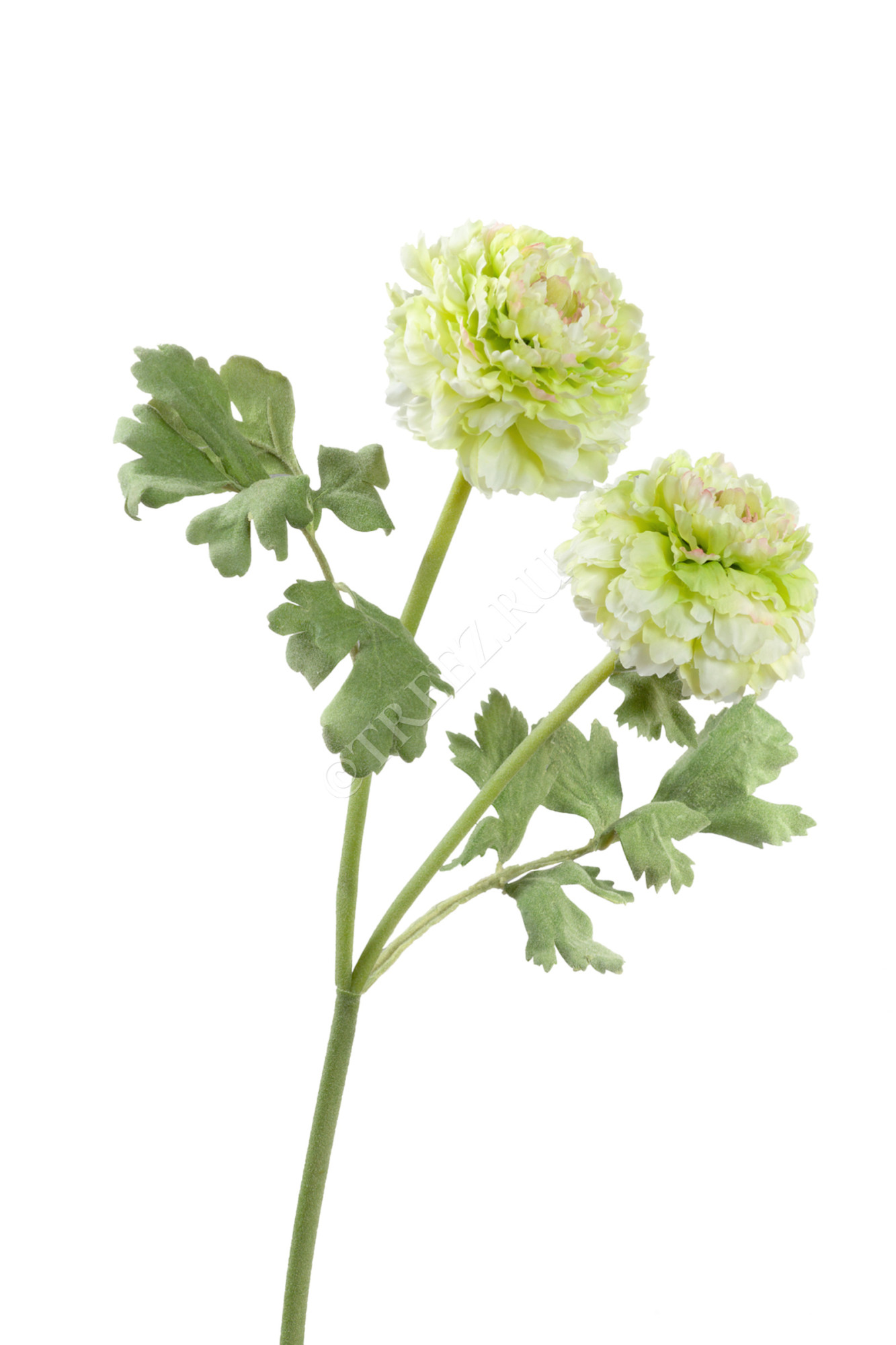 30.0313039GR Ранункулус махровый св.лайм Цветочная коллекция 