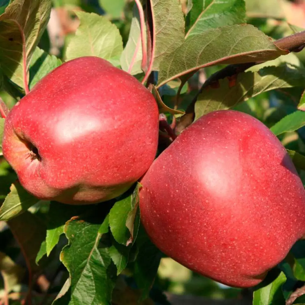 Яблоня «Глостер» C4 высота 120-150 см ВСЕ В САД STLM-2210954