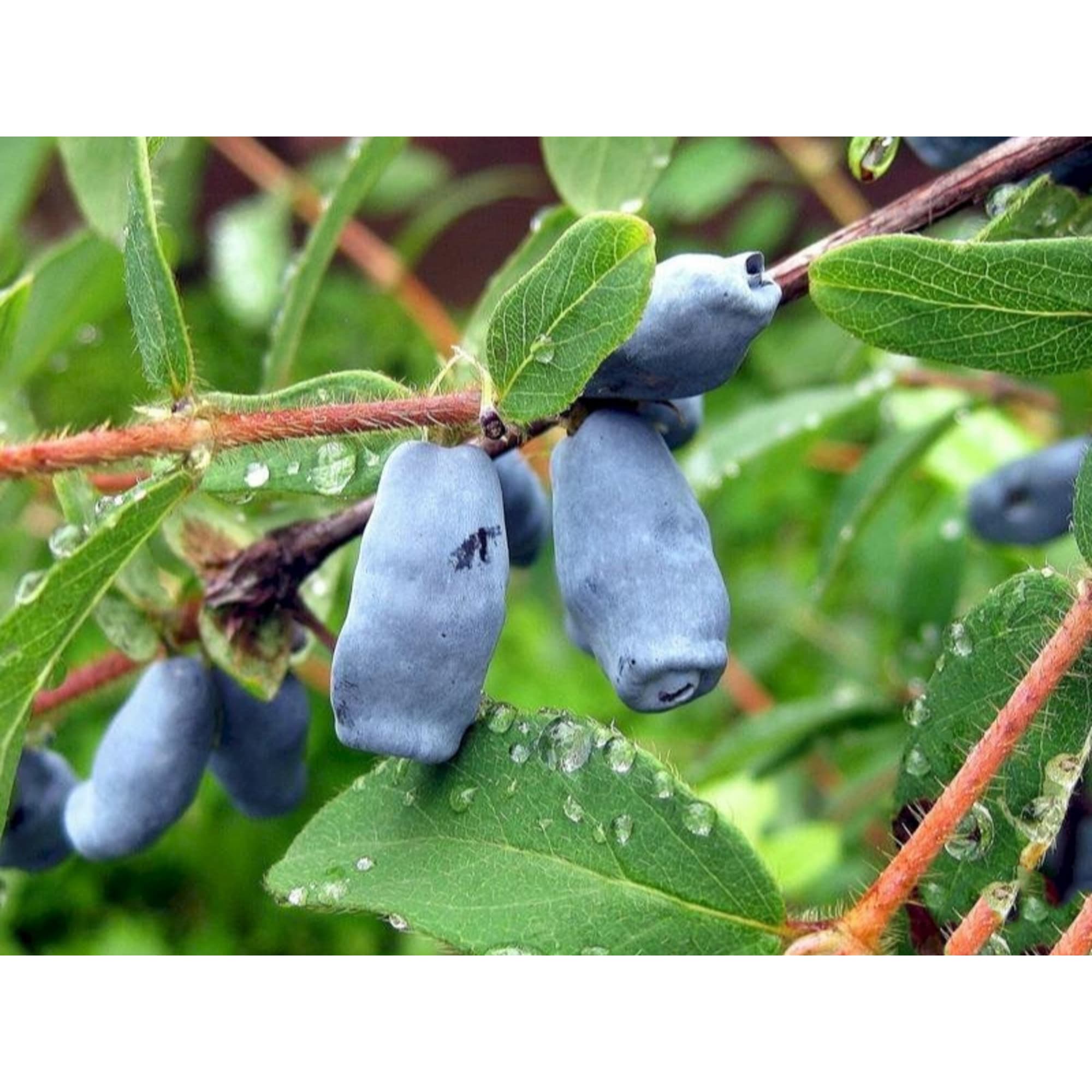 82597076 Жимолость плодовая «Фиалка» C3 высота 50 см Santreyd 