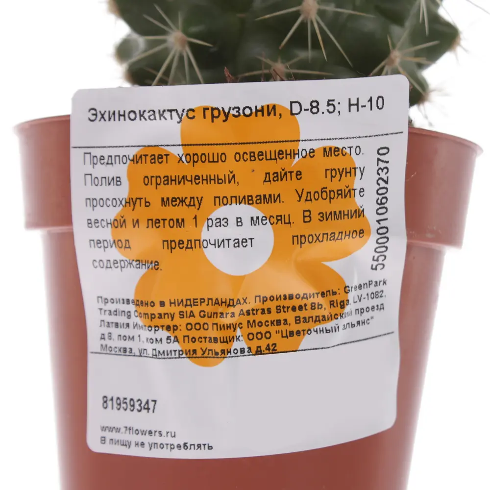 Santreyd Эхинокактус Грузони — золотой шар для интерьера 81959347 STLM-0015376 - Вид №1