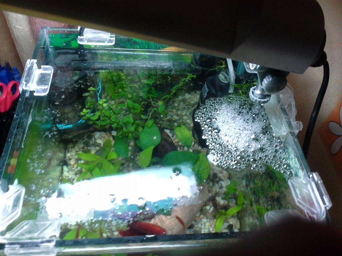 Пленка на воде в аквариуме: Что делать, как убрать, причины, профилактика, описание