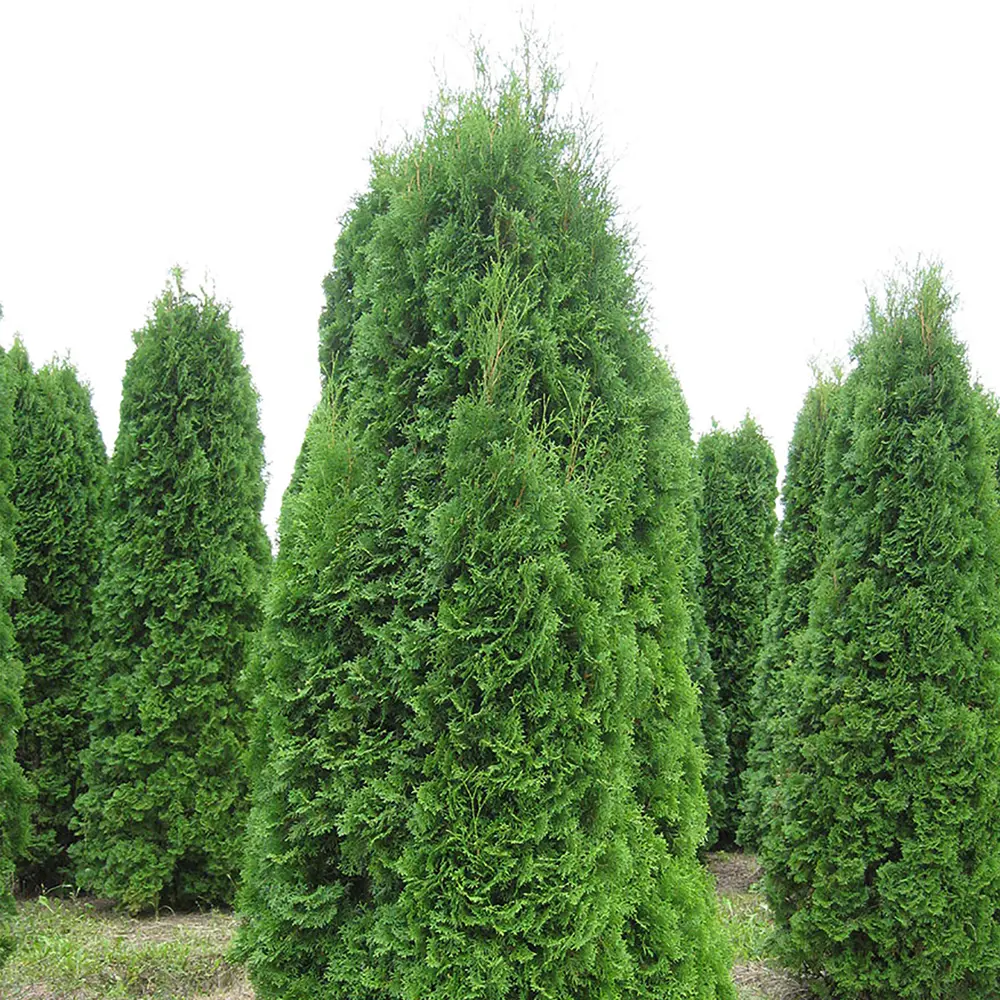 Туя западная Колумна, 100-120x40 см, С10 ГАВРИШ STLM-2208360 - Вид №1