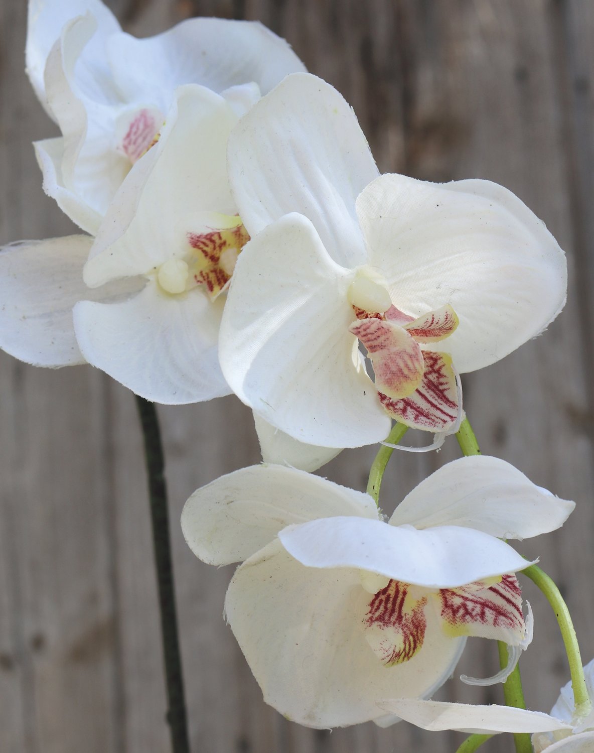 2398 778 a2 Искусственная орхидея Phalaenopsis, 92 см, real touch, бежево-белая H-andreas  - Вид №4