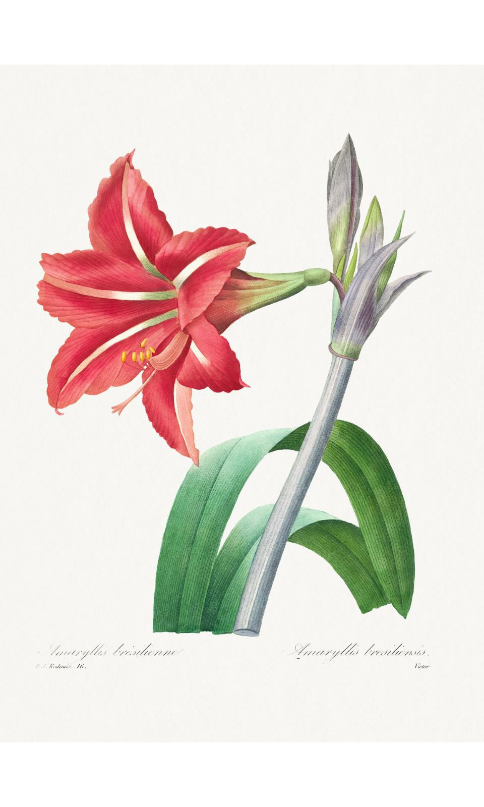 90267953 Постер на холсте Дикие цветы - Бразильский амариллис 60x90 см в подарочном тубусе STLM-0157829 Santreyd