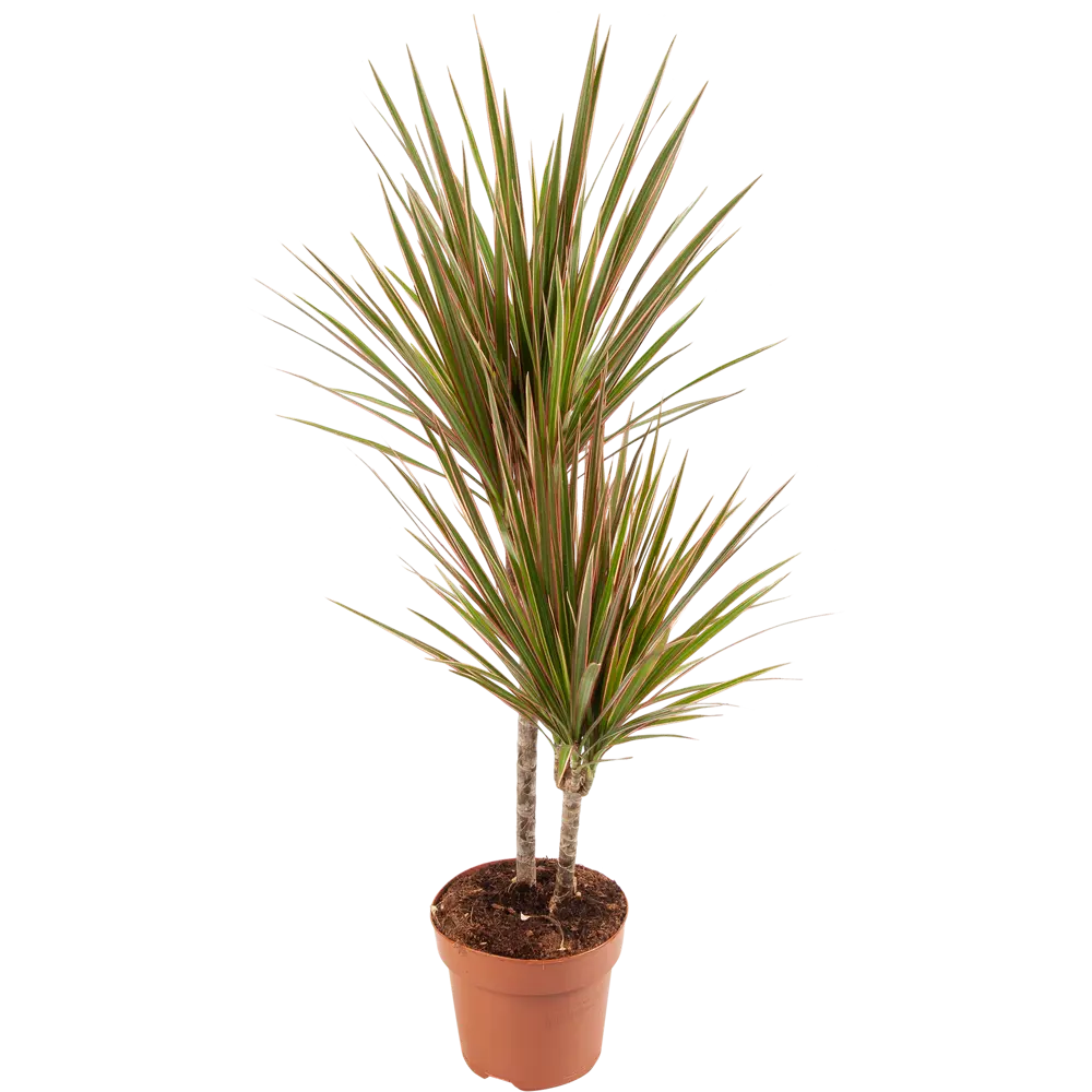 Santreyd Драцена маргината — элегантное комнатное растение с воздухоочищающими свойствами 82578922 STLM-0030480