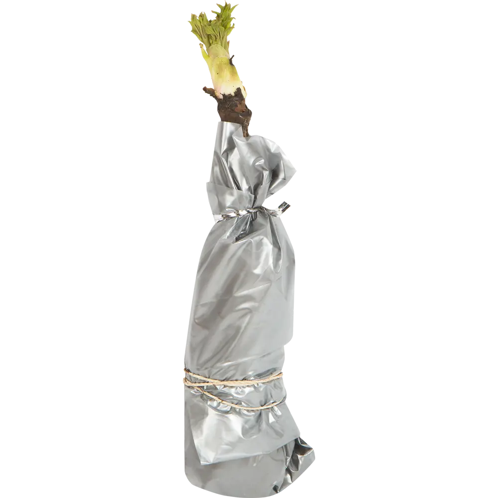 Пион древовидный привитый Снежная крепость в тубе ВСЕ В САД STLM-2017291 - Вид №1