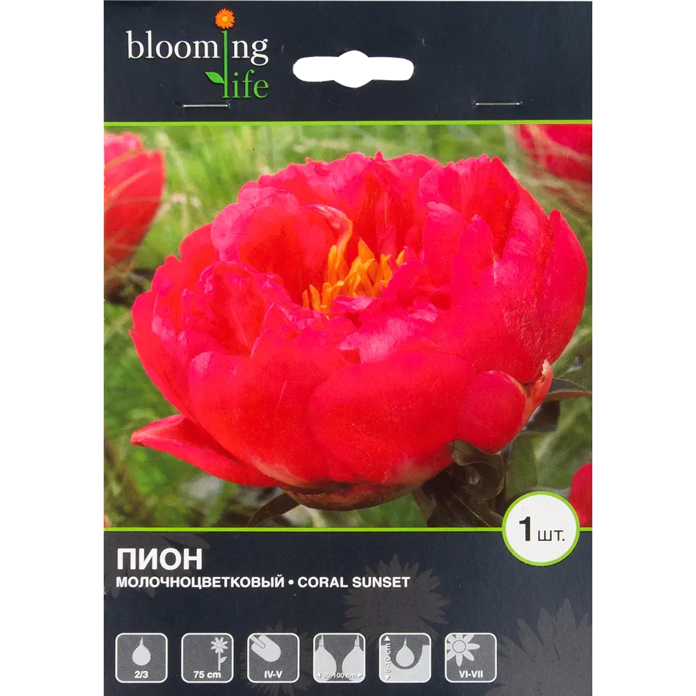 Пион молочноцветковый «Корал Сансет» BLOOMING LIFE STLM-2190933