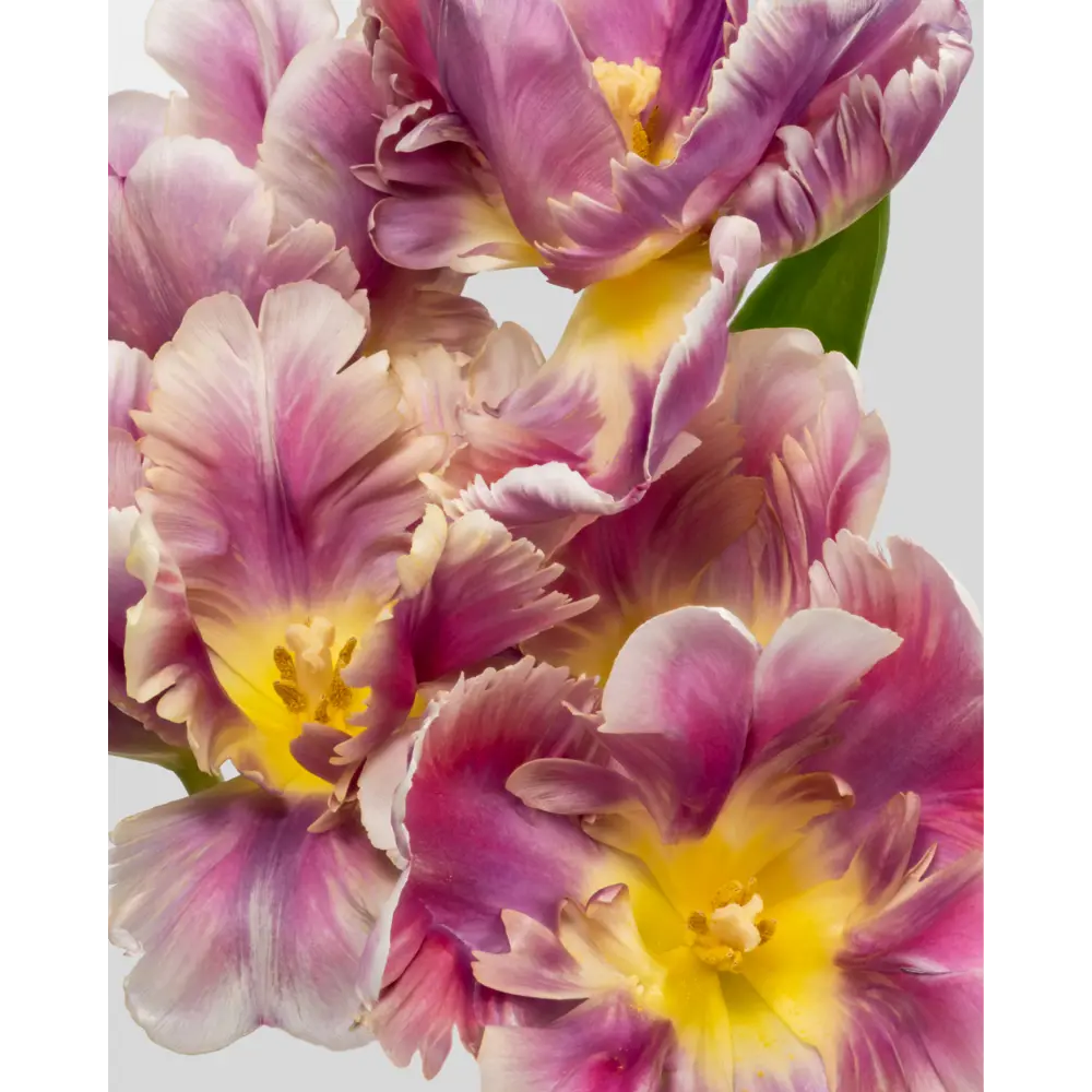 Картина на стекле Тюльпаны 40х50 см POSTERMARKET STLM-2191926