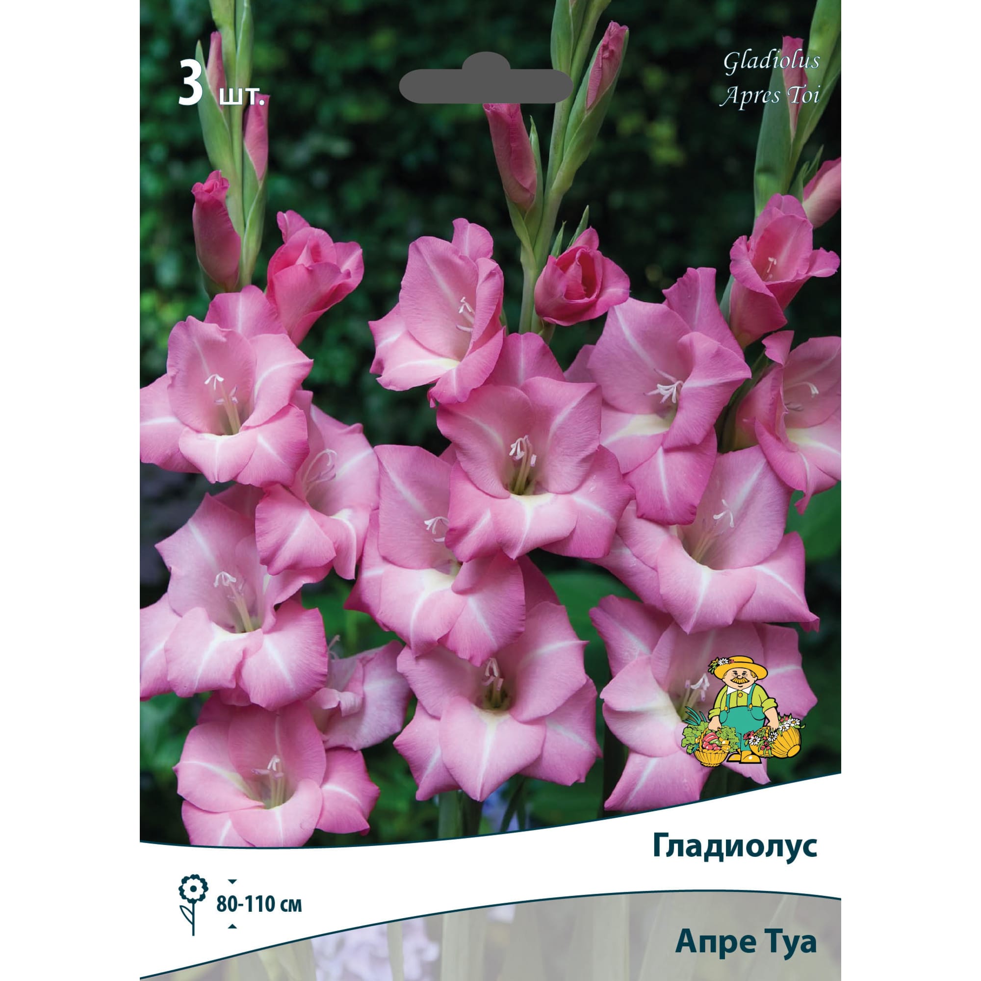 83596430 Гладиолус крупноцветковый Апре Туа луковица 10/12 Santreyd 