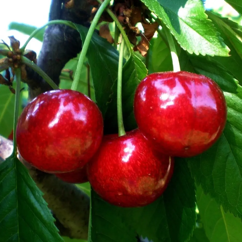 Черешня «Бычье сердце» C7 высота 150-180 см ВСЕ В САД STLM-2161987