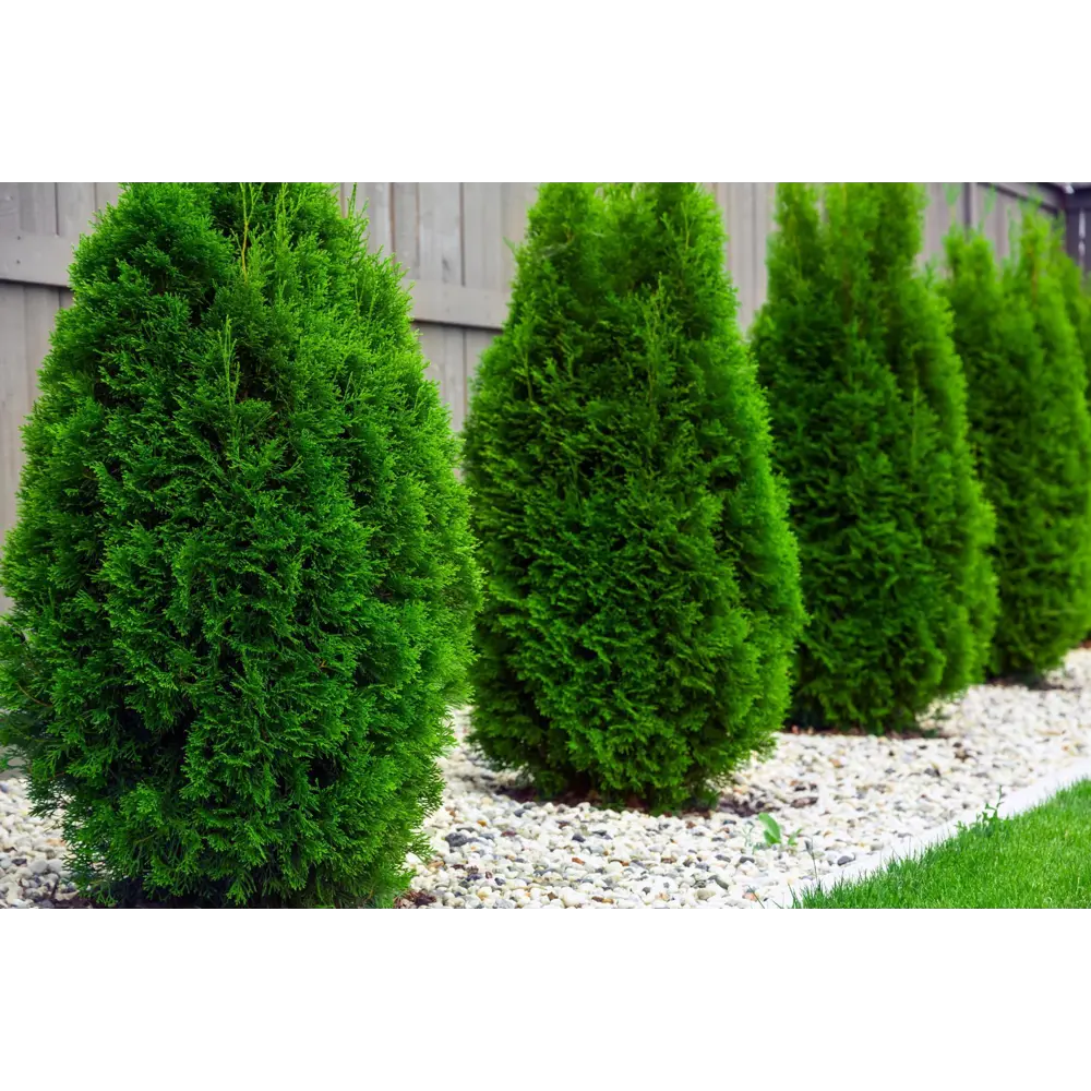 Santreyd Туя Смарагд — изумрудное украшение сада 82625362 STLM-0032204