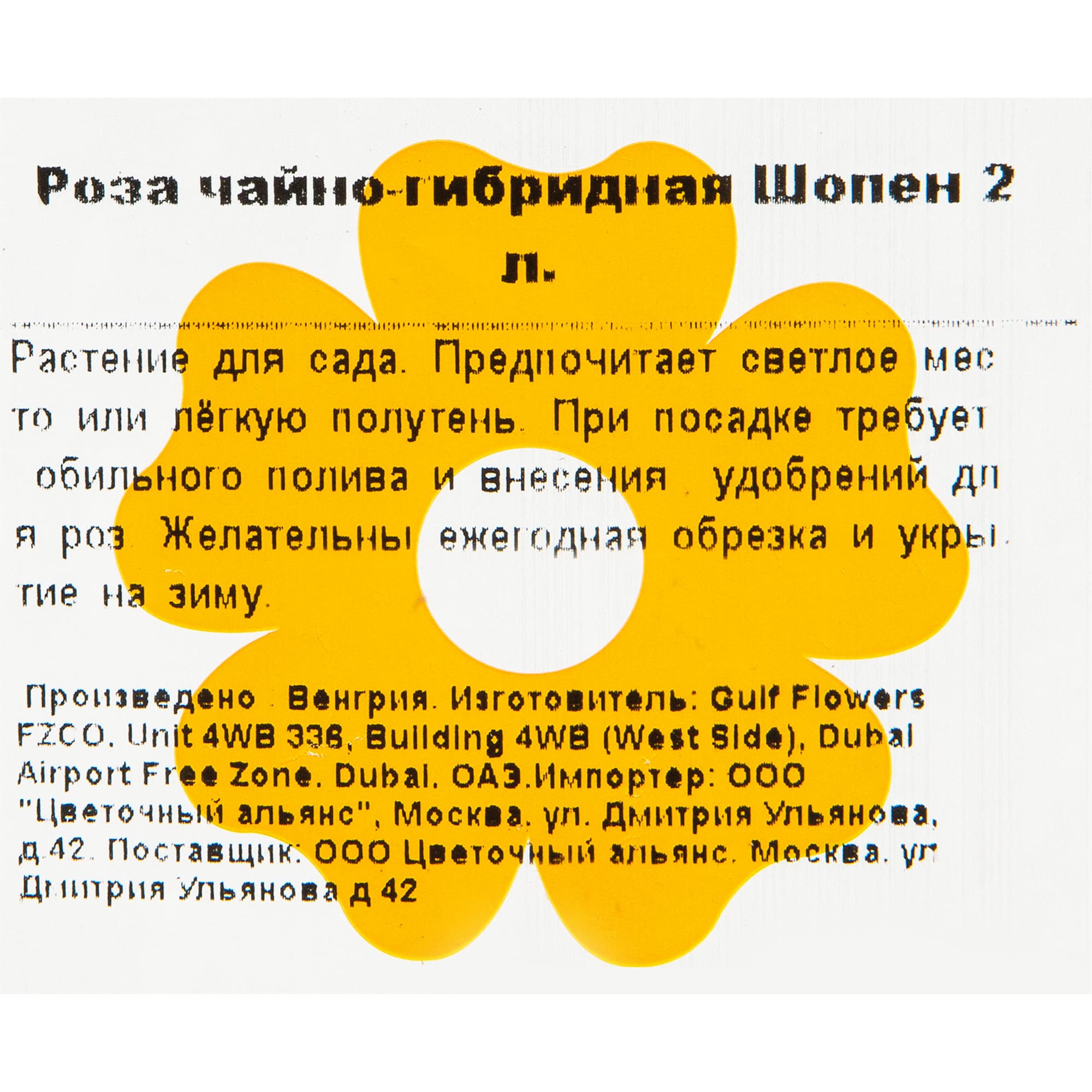82155579 Роза чайно-гибридная Шопен 2 л Santreyd  - Вид №1