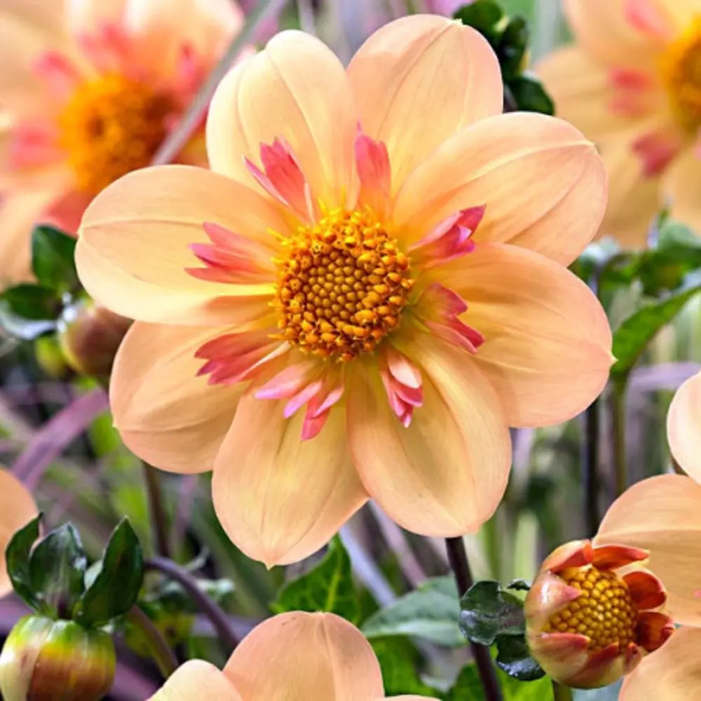 Георгина Келси Энни Джой 1 шт BLOOMING LIFE STLM-2034846