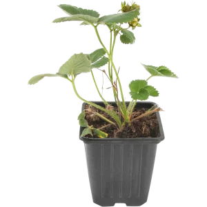 Земляника садовая «Портола» 9x15 см