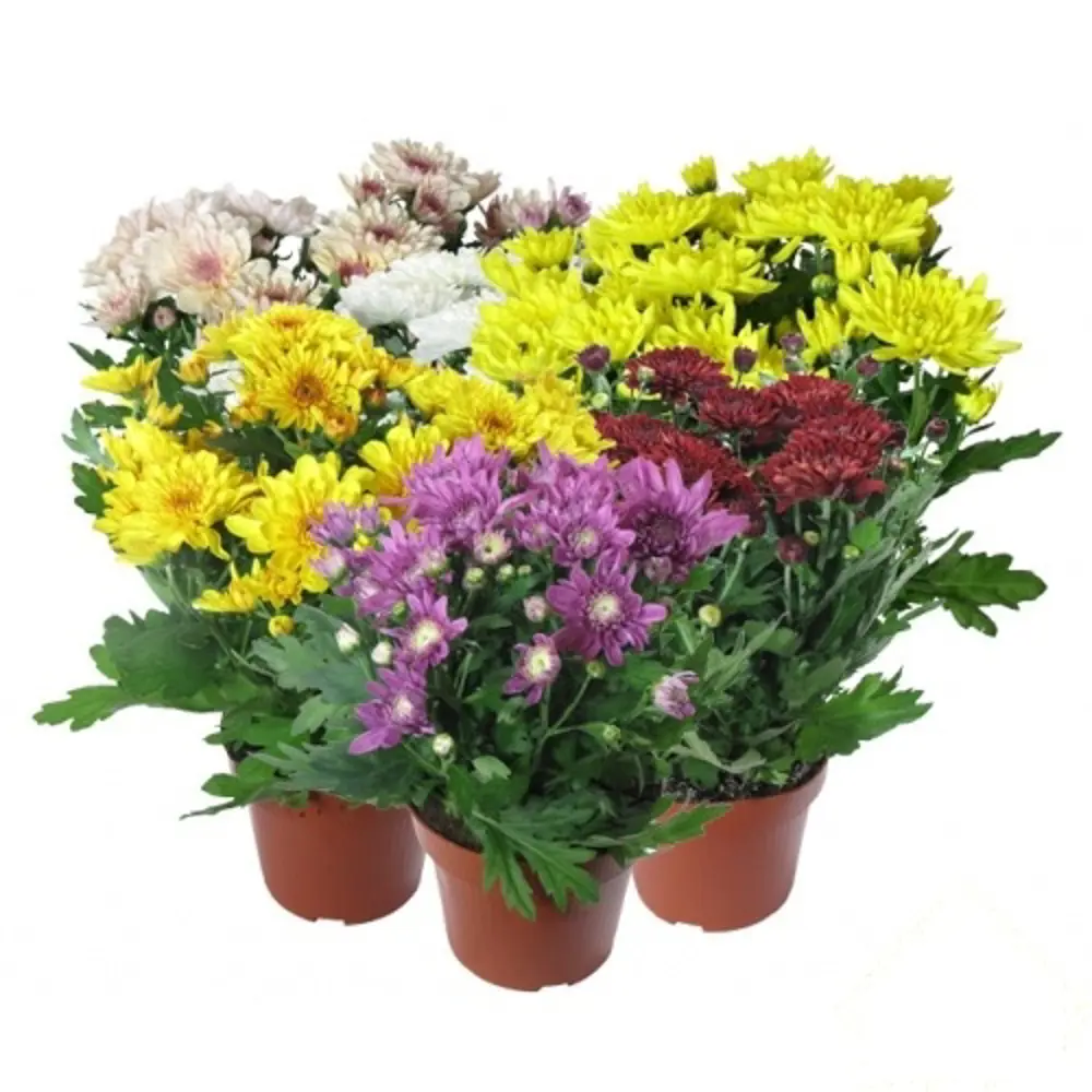 Хризантема микс 12х25 см 11334823 STLM-2194236 Santreyd 