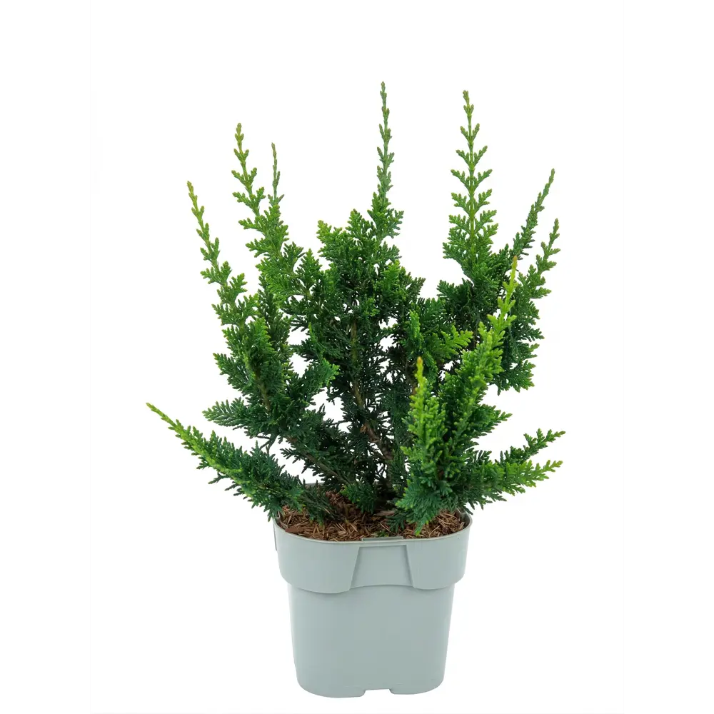 Кипарисовик туполистный Тедди Беар ø13 h15 см Santreyd STLM-2046146