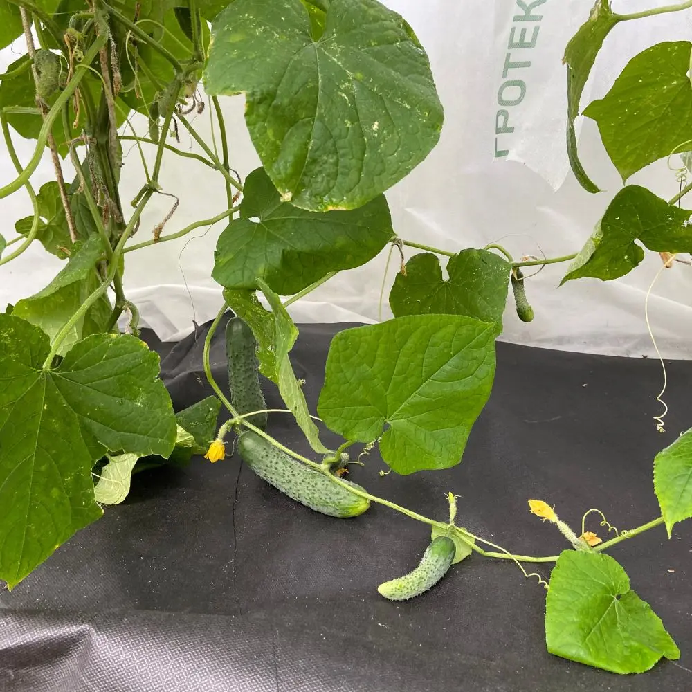 Santreyd Агротекс - укрывной материал для огурцов 3,2х7 м 84735462 STLM-0054395 - Вид №4