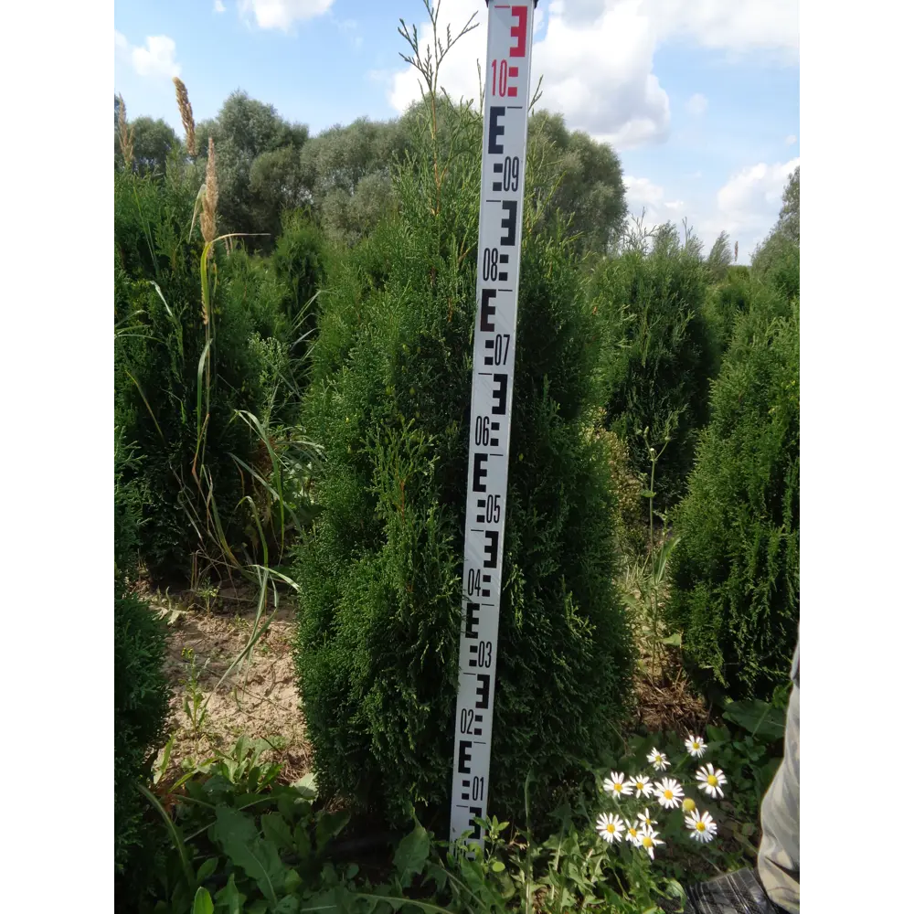 Туя западная «Фастигиата» C20 100-120 см ГАВРИШ STLM-2127547