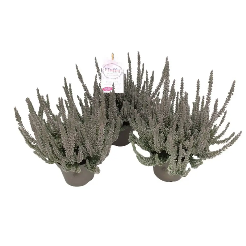 Калунна Вельвет Флаффи - декоративный кустарник для альпинария 89437939 Santreyd STLM-1585207