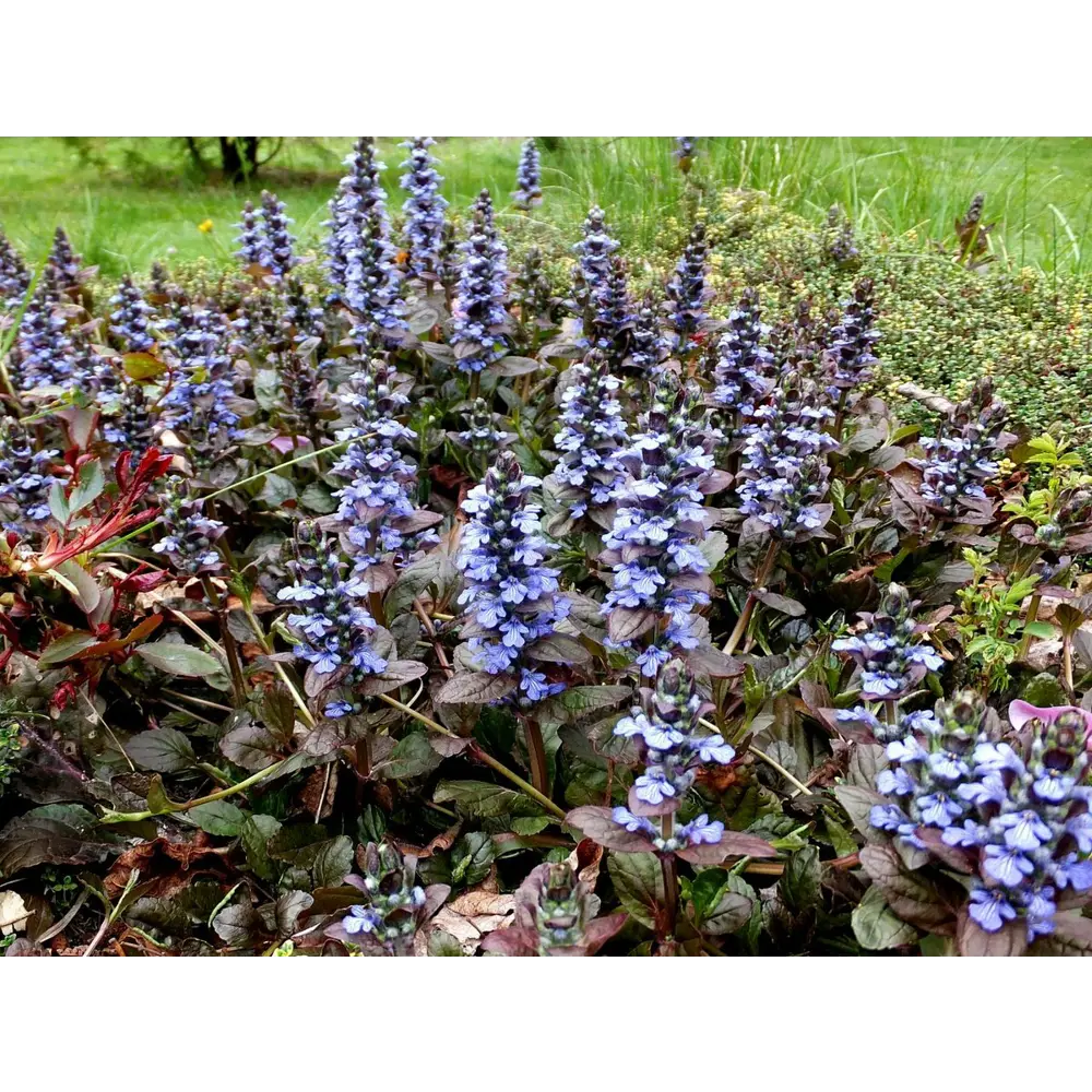 Рассада цветов Живучка ползучая микс - многолетнее садовое растение 89416551 Santreyd STLM-1585097