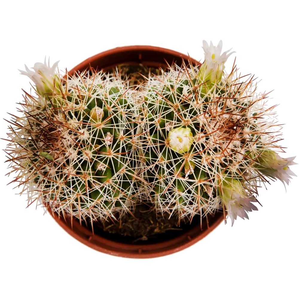 Кактус Мамиллярия Santreyd - живой декор с уникальной текстурой 13534036 STLM-0003271 - Вид №1