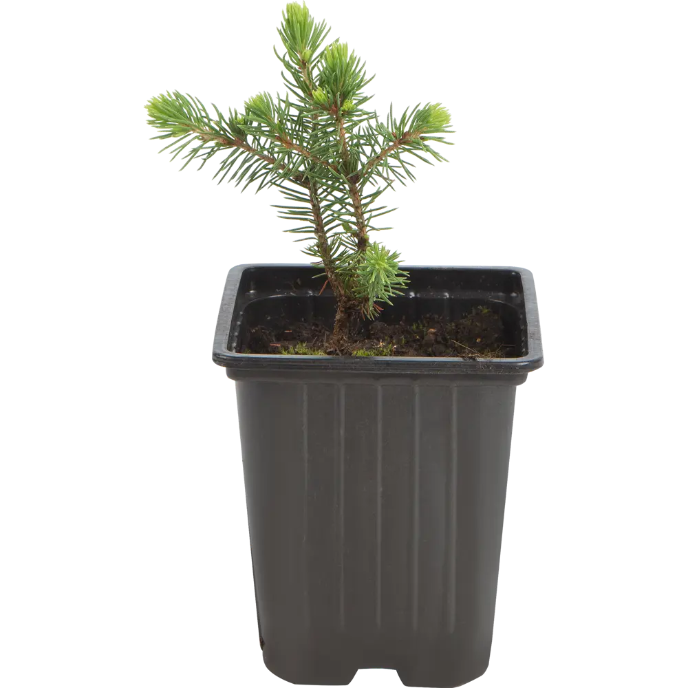 Ель сизая канадская «Коника» 9x15 см Santreyd STLM-2056833