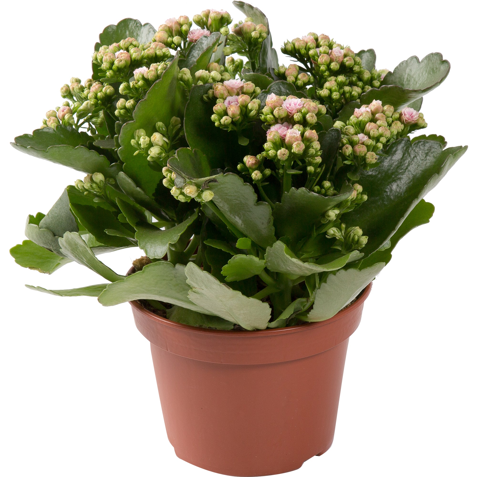 82399680 Каланxое Каландива микс 15x25 см Santreyd 