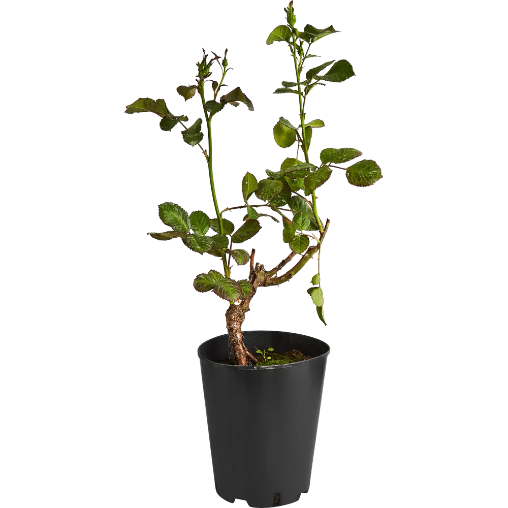 Santreyd Бордюрная роза микс - многолетний цветущий куст 87690906 STLM-0074953 - Вид №1